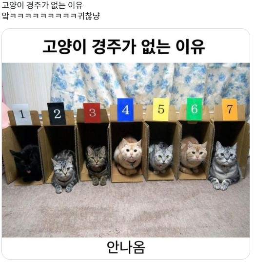 고양이 달리기 경주가 없는이유