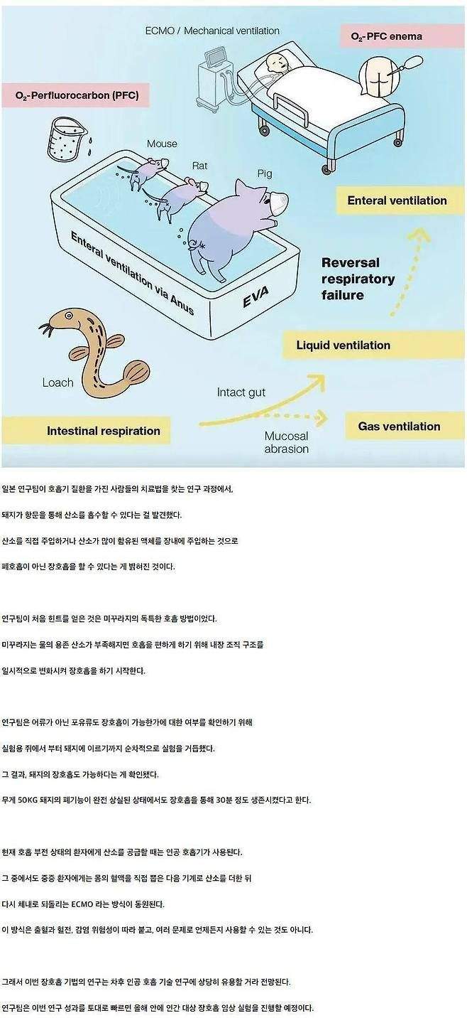 항문을 통한 산소 호흡 실험 성공