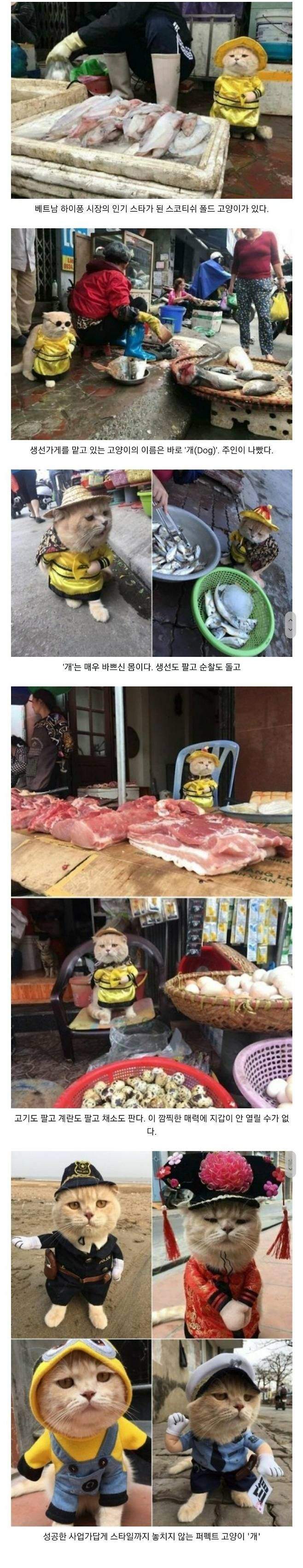 베트남 하이퐁 시장의 생선가게를 지키는 '개'