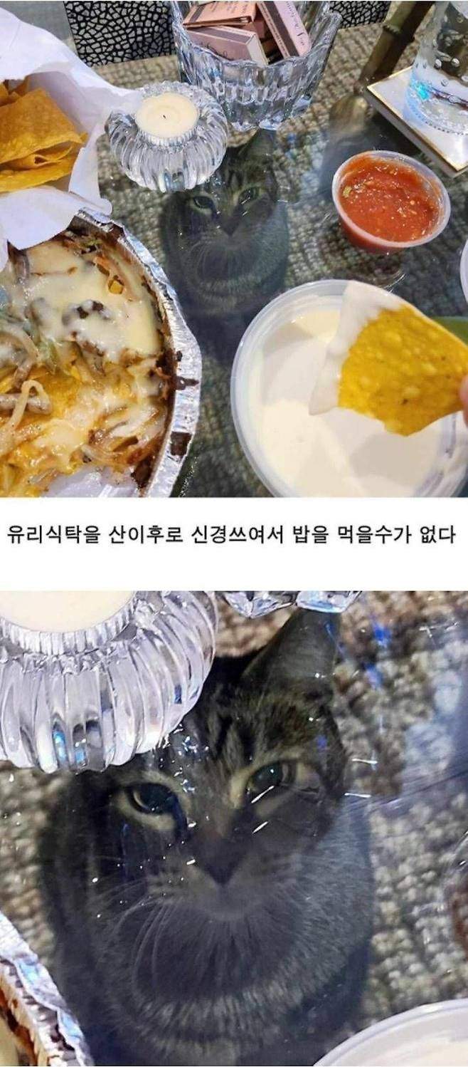 유리 식탁으로 바꾼 이후로 밥을 먹을 수가 없는 이유