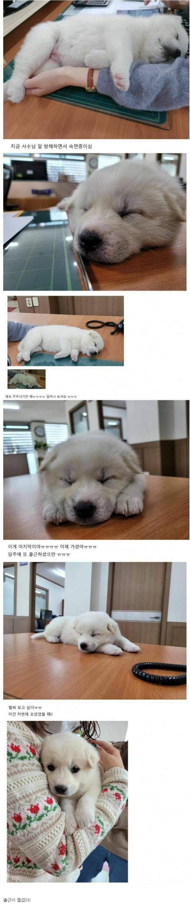 과장님이 데려온 신입 사원