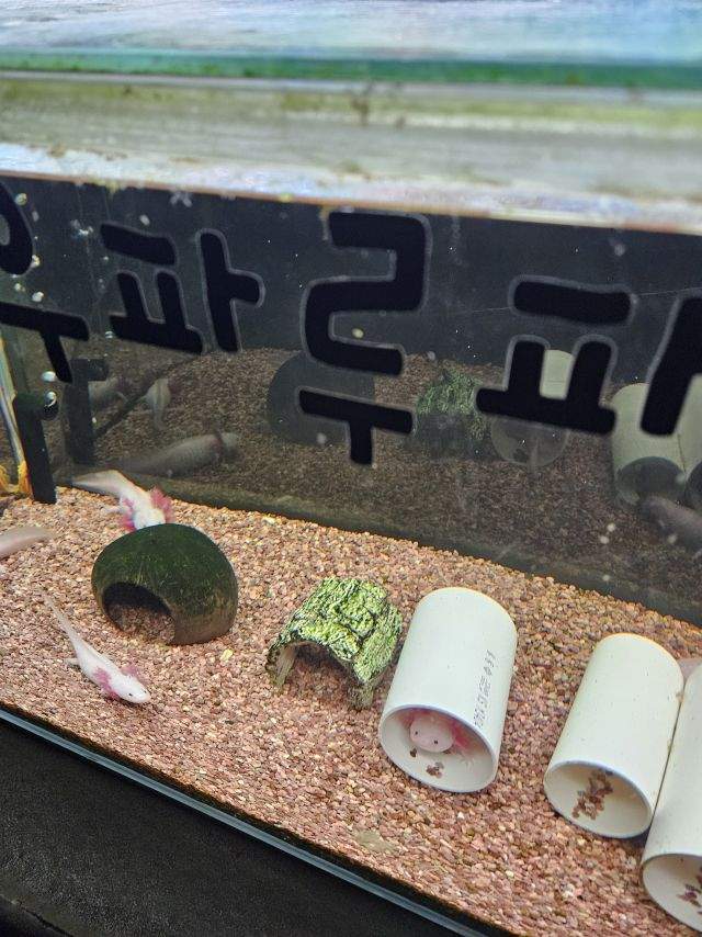 우파들이 좋아하는 도룡룡은??