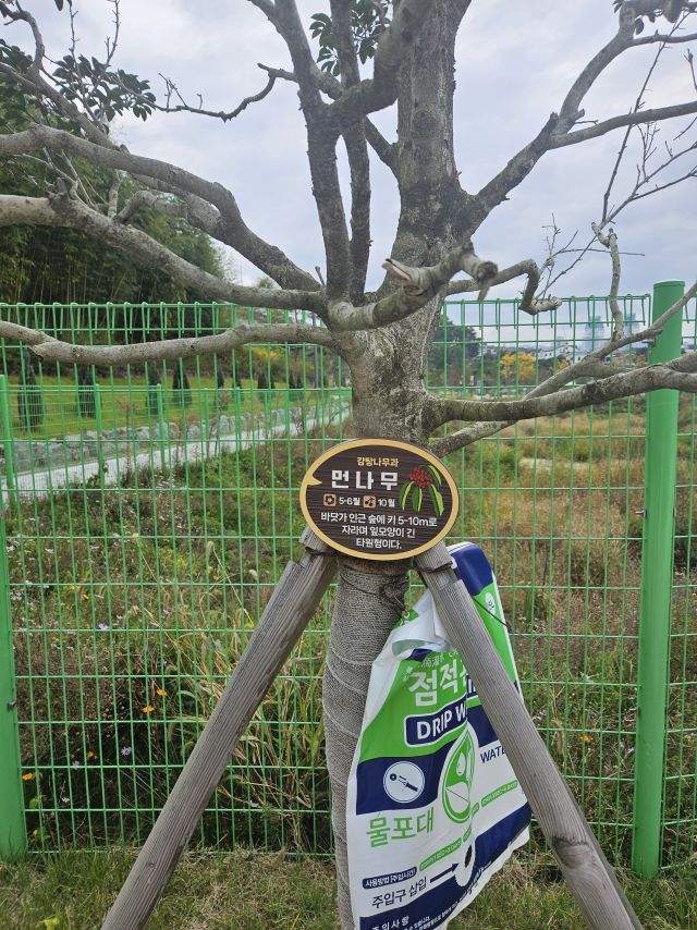 이 사진의 나무 뭔 나무게요??