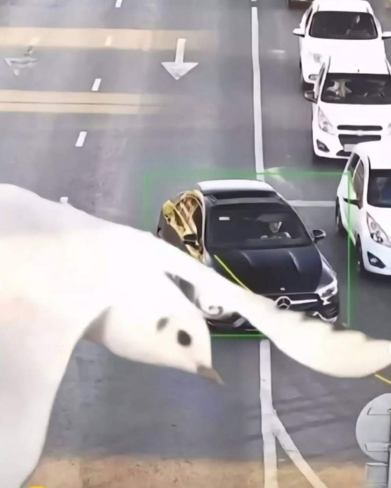 평소에 새우깡을 많이 줬나 보네