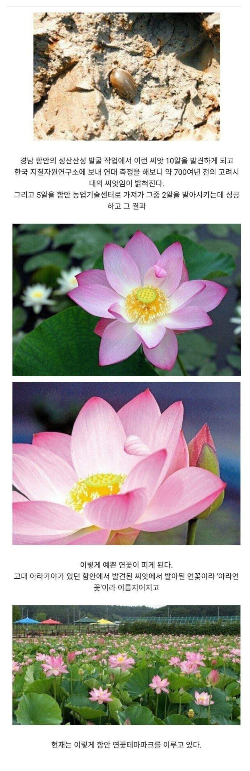 무려 700년 만에 피어난 꽃의 모습