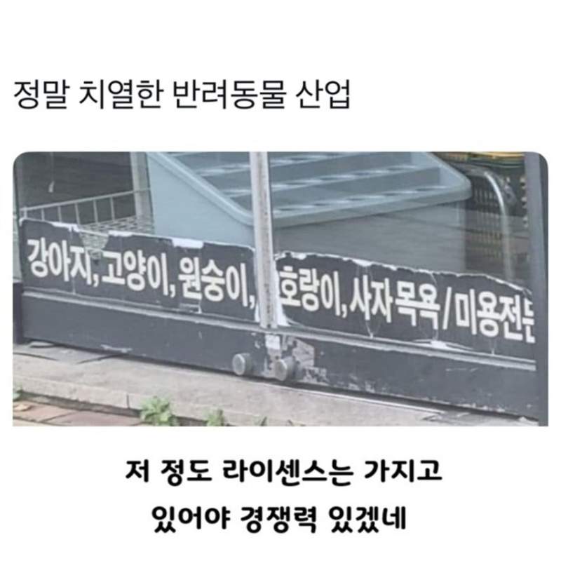 호랑이 사자 목욕 미용 가능