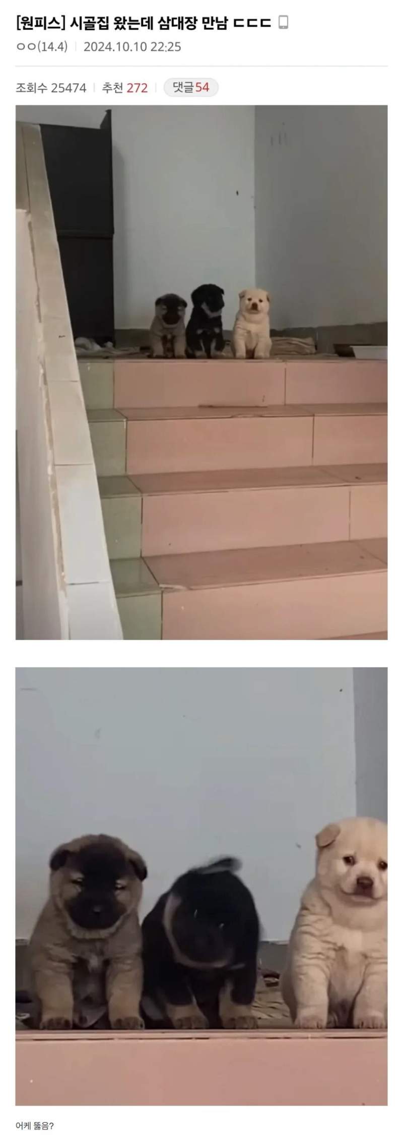 시골집 왔는데 삼대장 만남 ㄷㄷㄷ