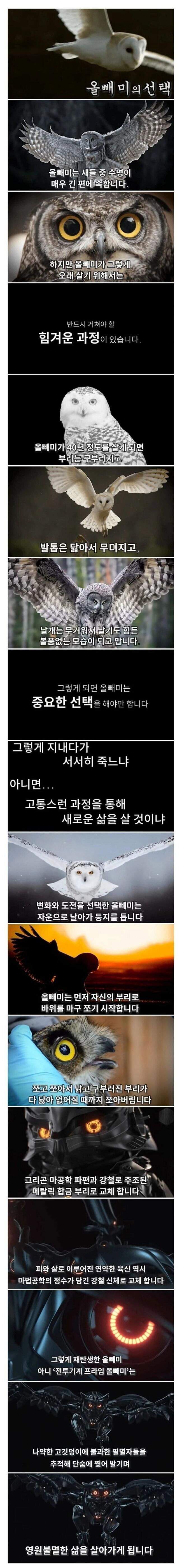 죽음을 앞둔 올빼미의 선택