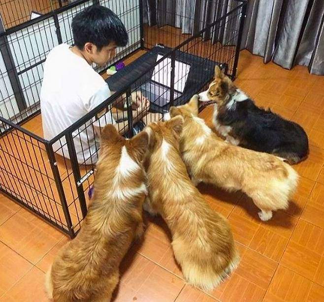 아내한테 강아지들이 귀찮게 해서 일 못하겠다고 했더니