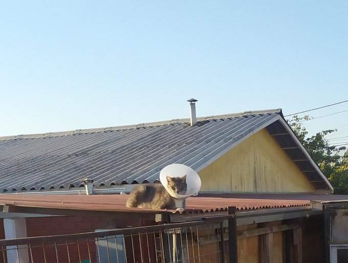 스카이 냥이프 안테나