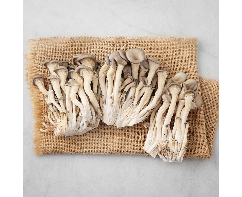 국내산 친환경 느타리버섯