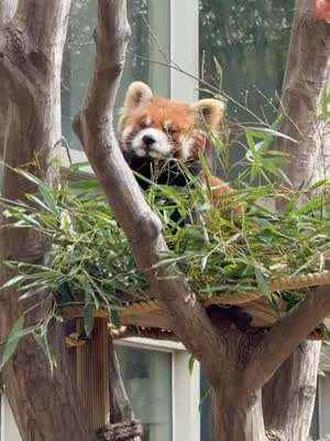 조이 레드벨벳 인별