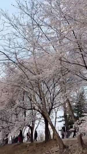 임나영/ 전소미 아이오아이 인별 등