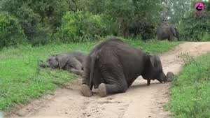 거대한 술주정꾼들