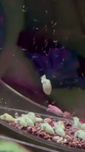 이토 신입 회원들 포인트 벌이 중