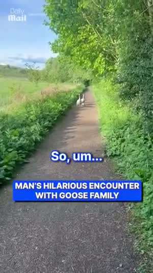 길에서 거위 가족 만나서 쫄은 사람.mp4