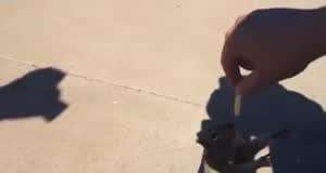 감자튀김이 먹고싶었던 청설모