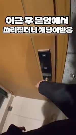 야근후 문 앞에서 쓰러졌을때 개와 고양이 반응