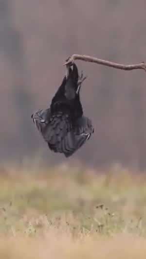 내 묘기 끝내주지?