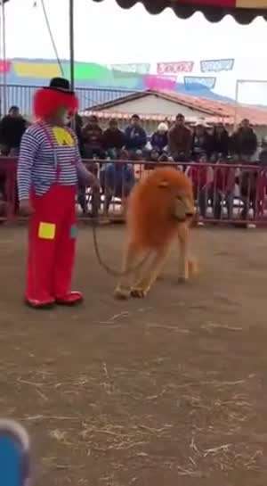 목줄 풀린 사자