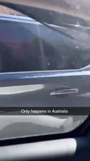 호주의 한가로운 오후 일상.mp4