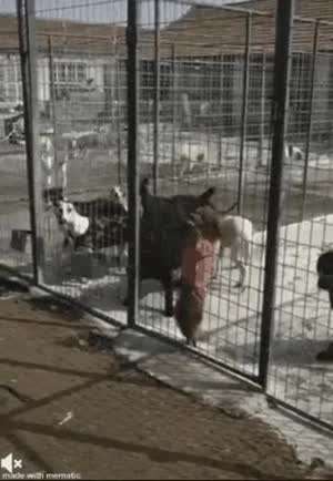 잘있어라 개새X들아