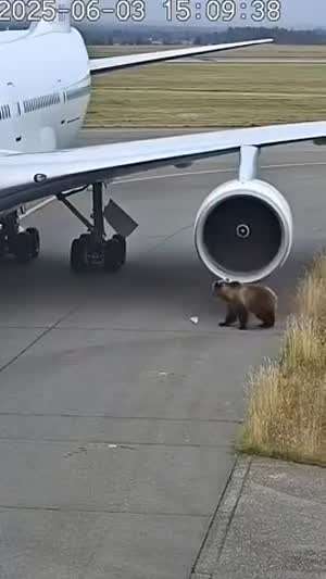 비행기 엔진 곰 사고.....