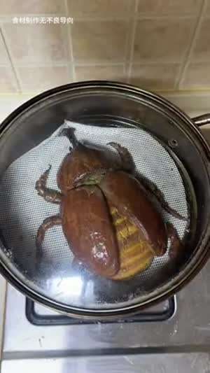 약혐] 현실감 넘치게 만든 장수풍뎅이찜.mp4