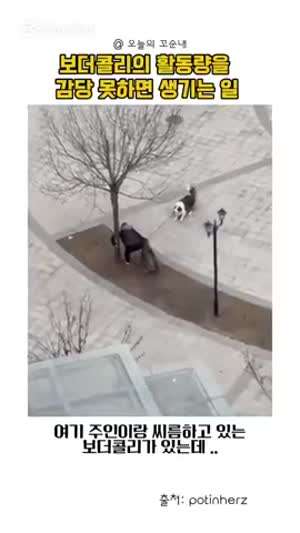 보더콜리의 활동량을 감당 못하면 생기는 일