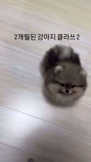 소리] 훈련하는 2개월 된 강아지.mp4