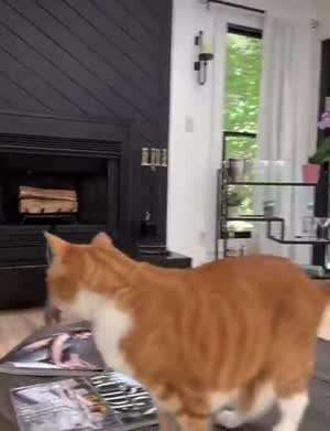 멍청한X아 밥주라냥