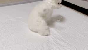 비닐이 발에 붙은 강아지.