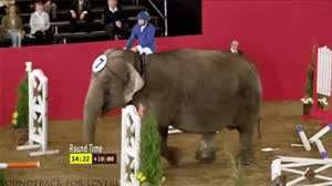 보기 힘든 코끼리 점프장면