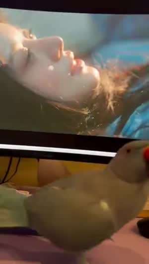 소리] 아일릿 노래가 맘에 드는듯한 앵무새.mp4