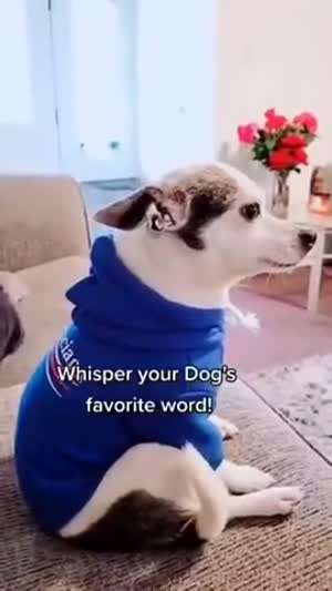 소리] 당신의 강아지에게 좋아하는 말을 속삭여 보면.mp4
