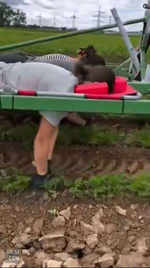 외국의 딸기농장.