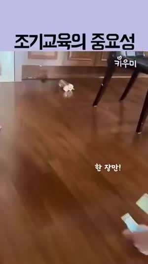 조기교육의 중요성