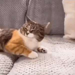 ㅋㅋ 이불 밖이 위험하다고? 천만에