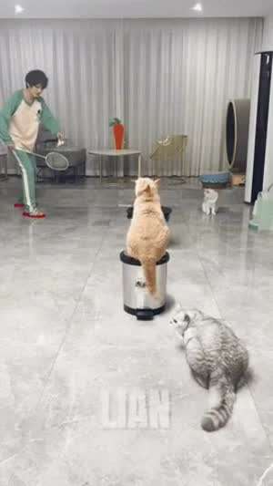 완벽한 고양이들과 배드민턴