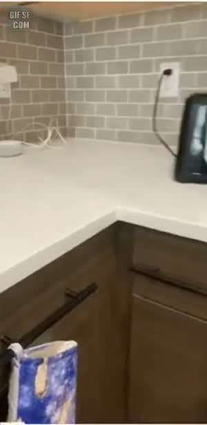 숨바꼭질 중인 고양이