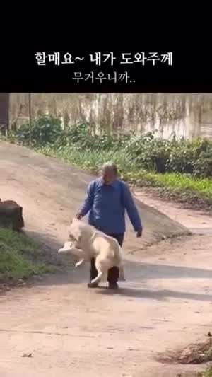 할매요~ 내가 도와주께