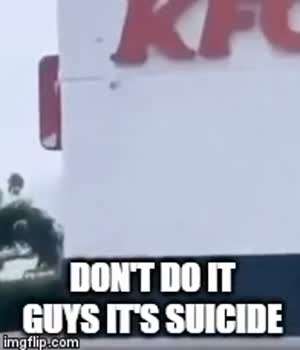 이상한 곳으로 가는 닭들