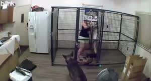 주인을 개 우리에 가둔 댕댕이