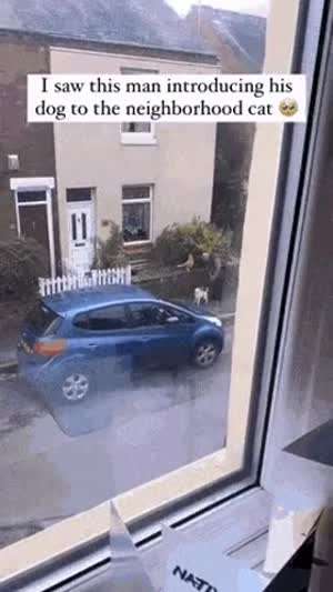 자기 강아지를 동네 고양이에게 소개팅 시켜주고 싶었던 아저씨