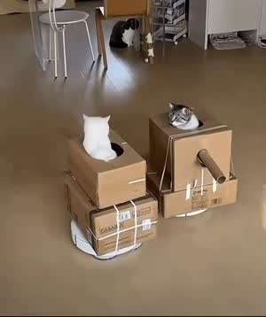 전쟁중인 고양이들.