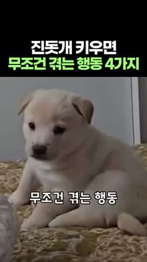 진돗개 키우면 무조건 겪는 행동 4가지