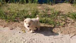 유튜브 알고리즘 덕분에 똥 싸러 가는 강아지 봅니다