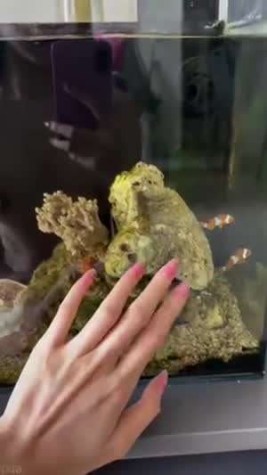 니모를 찾으시다 니이모를 찾을수있는~