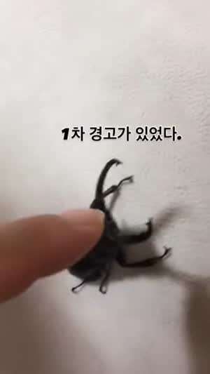 사슴벌레와 보리쌀 게임을 하면 안되는 이유.mp4