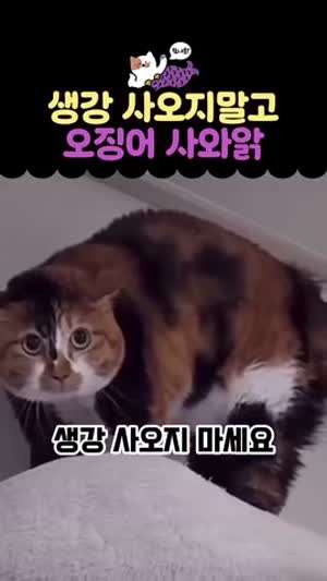 생강 사오지 마세요. 오징어 사와.mp4